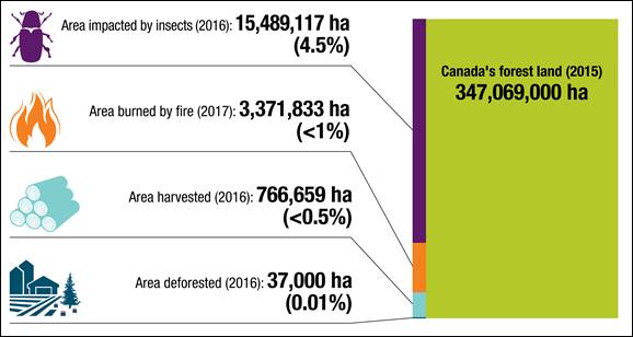 This chart shows that insects are the biggest tree disturbance in Canada. They impacted 4.5% of Canada’s forest land in 2016.  

According to 2015 figures, Canada has approximately 347 million hectares of forest land. In 2016, insects impacted approximately 15.5 million hectares of Canadian forest land (the equivalent of 4.5% of the national total). In 2017, fire burned approximately 3.4 million hectares of Canadian forest land (the equivalent of less than 1% of the national total). In 2016, approximately 767 thousand hectares of Canadian forest land was harvested (the equivalent of less than 0.5% of the national total). Finally, in 2016, 37 thousand hectares of Canadian forest land was deforested (the equivalent of 0.01% of the national total).
