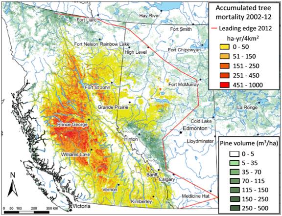 This figure shows the accumulated tree mortality by the mountain pine beetle between 2002 and 2012. The beetle is shown to spread northward and eastward beyond its native range, breaching the Rocky Mountains into Alberta. 

Some tree mortality is shown to extend as far north as Fort Nelson (British Columbia) and just west of Fort McMurry (Alberta) in the east. Tree mortality appears most concentrated in British Columbia, particularly in areas to the west and south of Prince George and north of Williams Lake.
