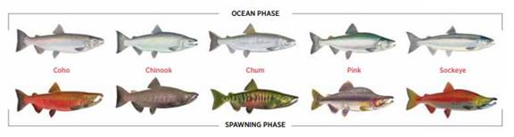 The figure shows the ocean and spawning phase of the five species of Pacific salmon managed by Fisheries and Oceans Canada: coho, chinook, chum, pink, and sockeye.